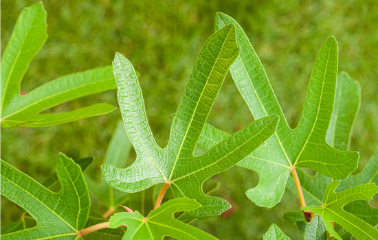 Ficus carica 'Rouge de Bordeaux'