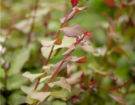 Lagerstroemia indica Lagerstroemia indica