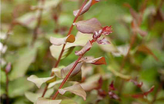 Lagerstroemia indica Lagerstroemia indica