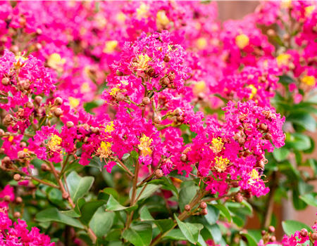 Lagerstroemia indica 'Berry Dazzle'