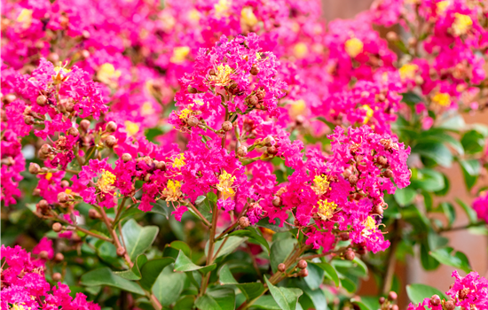 Lagerstroemia indica 'Berry Dazzle'