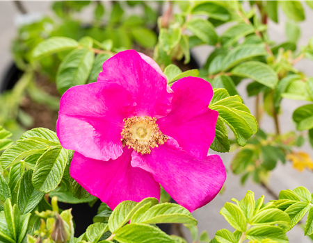 Rosa rugosa 'Rubra' Rosa rugosa 'Rubra'