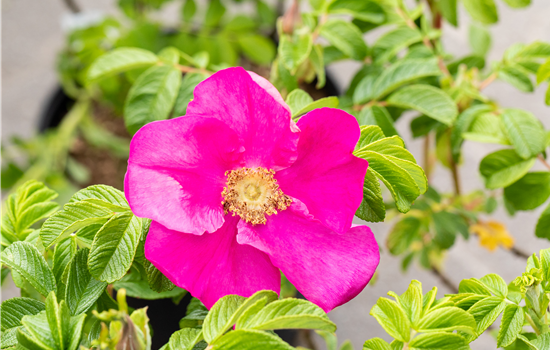 Rosa rugosa 'Rubra'