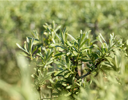 Hippophae rham. 'Sirola'