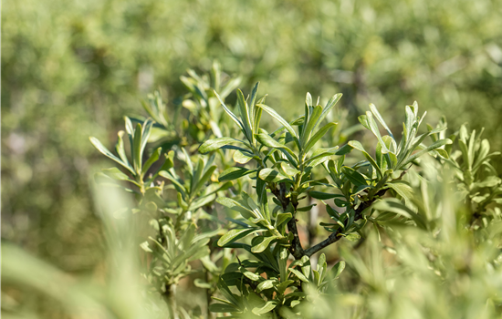 Hippophae rham. 'Sirola' Hippophae rham. 'Sirola'