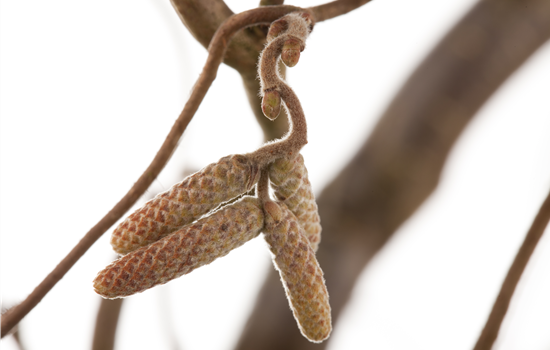 Corylus avellana 'Contorta'