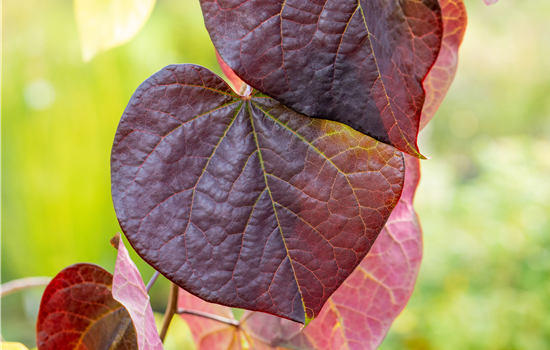Cercis canadensis 'Ruby Falls'