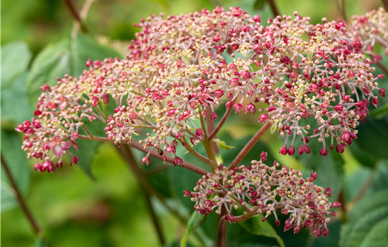 Hydrangea arb. 'Pink Annabelle'