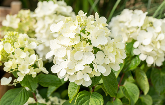 Hydrangea pan. 'Diamant Rouge'