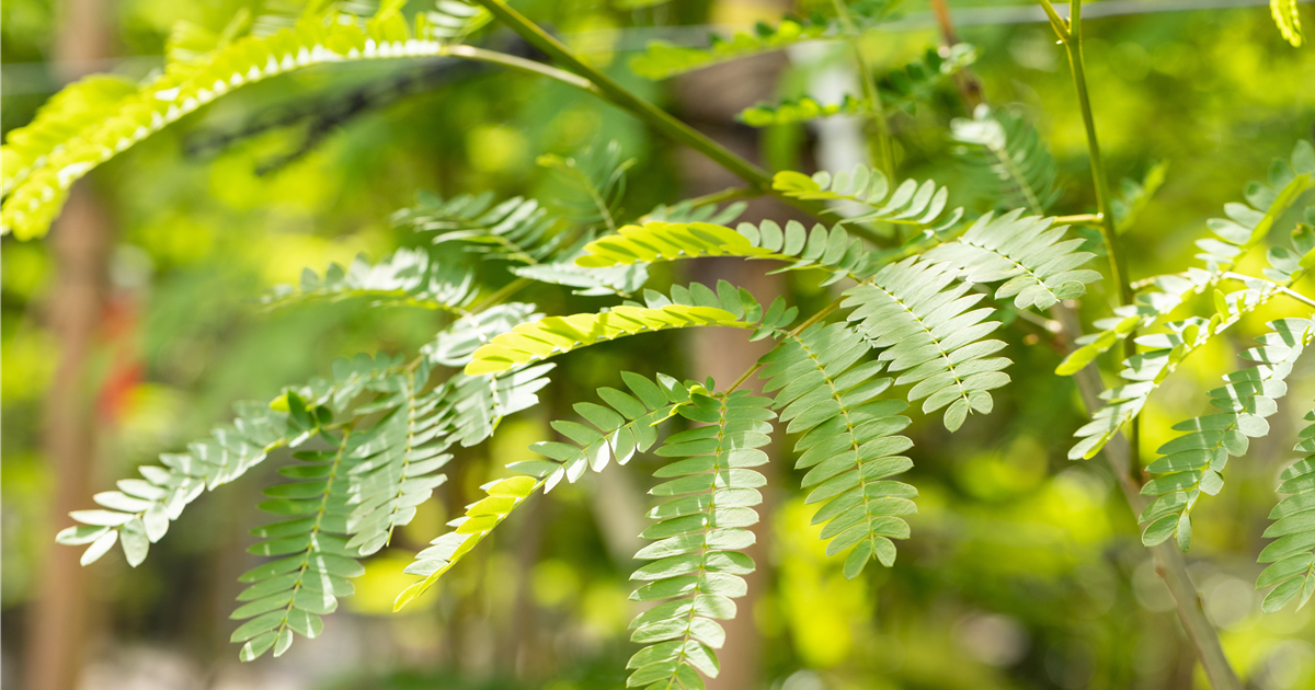 Albizia julibrissin 'Rouge de Tuiliere