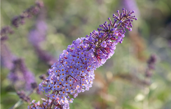 Buddleja d. 'Reve de Papillon Blue'