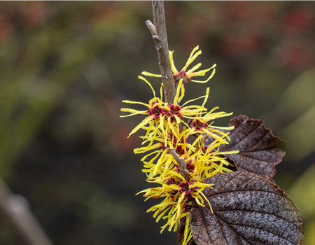 Hamamelis interm. 'Gimborns Perfume'