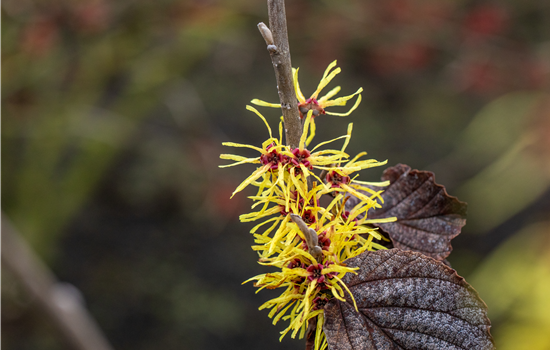 Hamamelis interm. 'Gimborn's Perfume'