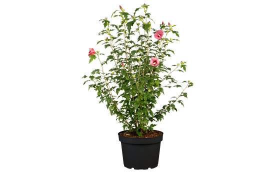 Hibiscus syr. 'Flower Tower Ruby'