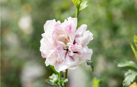 Hibiscus syr. 'French Cabaret Pastel'
