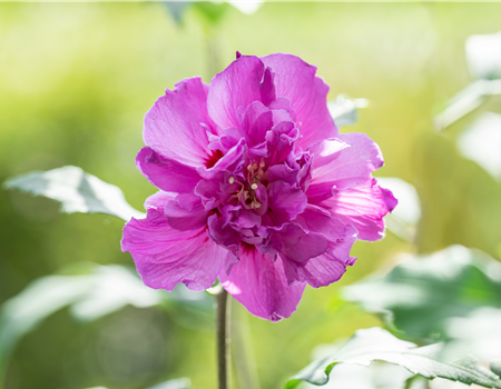 Hibiscus syr. 'French Cabaret Purple