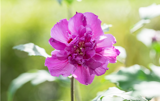 Hibiscus syr. 'French Cabaret Purple