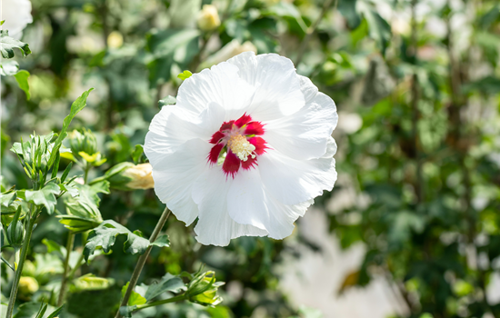 Hibiscus syr. 'Sup Heart'