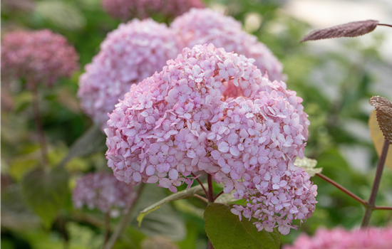 Hydrangea arb. 'Bubblegum'
