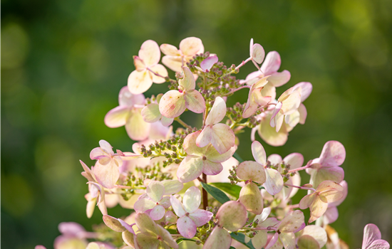 Hydrangea pan. 'Groundbreaker Blush'