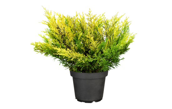 Juniperus horizontalis 'Lime Glow'