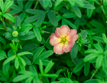 Potentilla frut. 'Bella Apple'