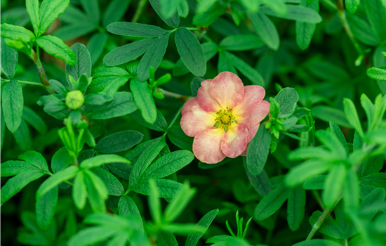 Potentilla frut. 'Bella Apple'