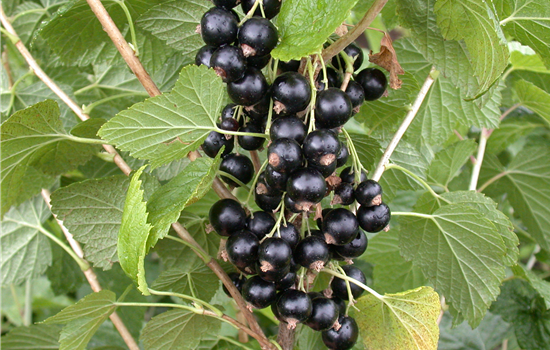 Ribes nigrum 'Rosenth. Langtraubige