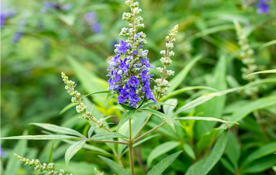 Vitex agnus-castus 'Blue Puffbal'