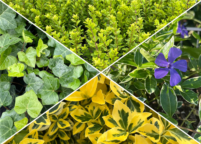 Bodendecker Bodendecker