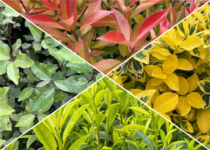 Immergrüne Laubgehölze Immergrüne Laubgehölze