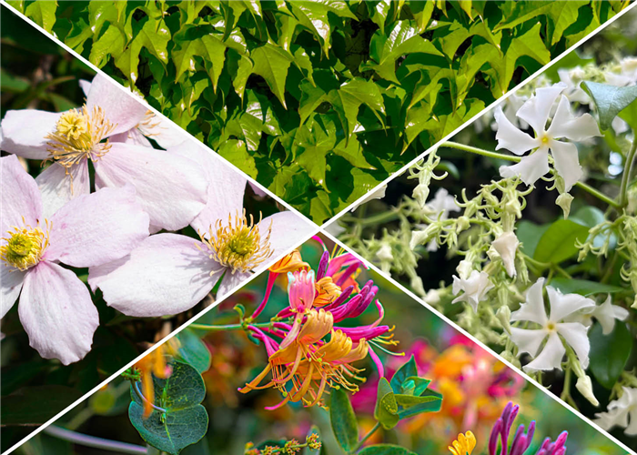 Kletterpflanzen Kletterpflanzen