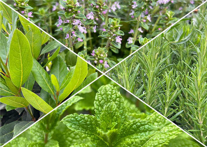 Kräuter ab 4,60€ Kräuter ab 4,60€