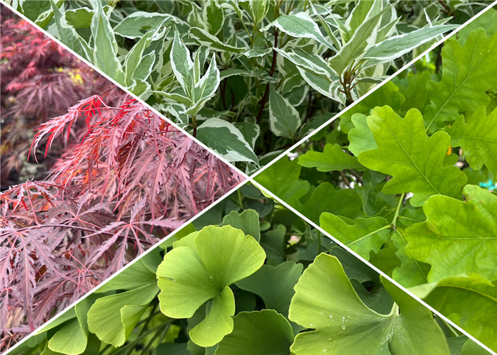 Laubgehölze Laubgehölze