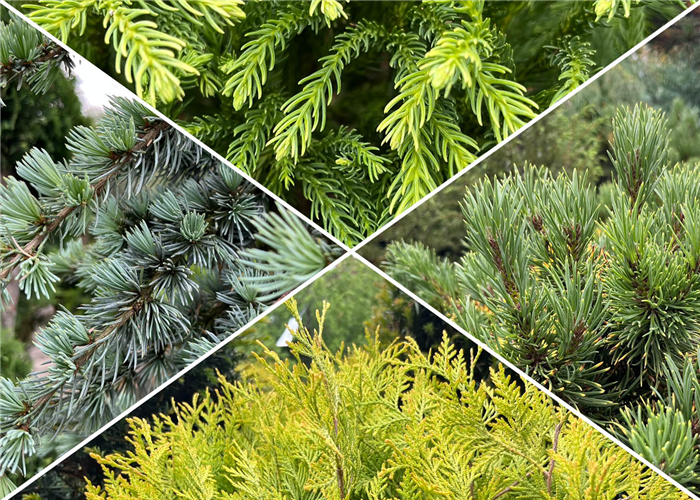 Nadelgehölze Nadelgehölze