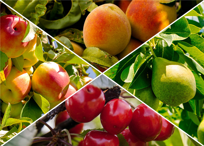 Obstgehölz Obstgehölz