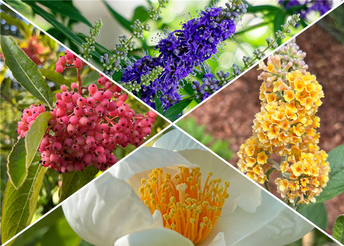 Raritäten & ausgefallene Pflanzen Raritäten & ausgefallene Pflanzen