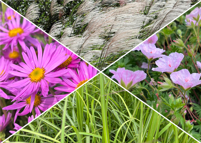 Stauden & Gräser Stauden & Gräser