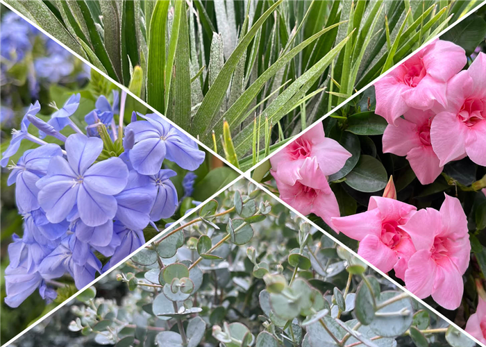 Kübelpflanzen Kübelpflanzen