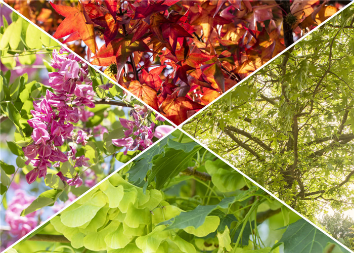 Schatten- und Alleebäume