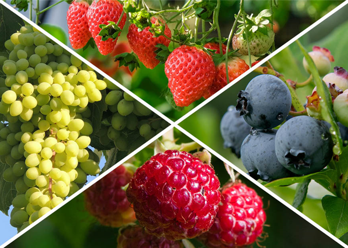 -10% auf alle Beerensträucher