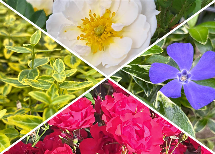 -10% auf alle Bodendecker und Bodendeckerrosen