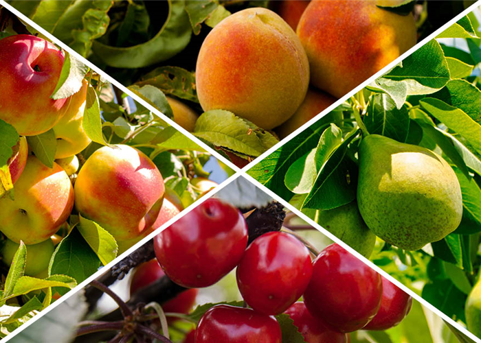 -10% auf alle Obstbäume (ausgenommen Maroni- und Nussbäume)