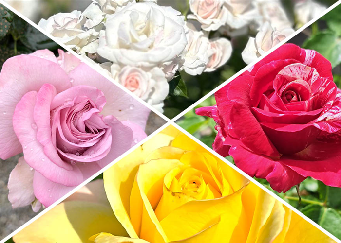 -10% auf alle Rosen aus eigener Produktion