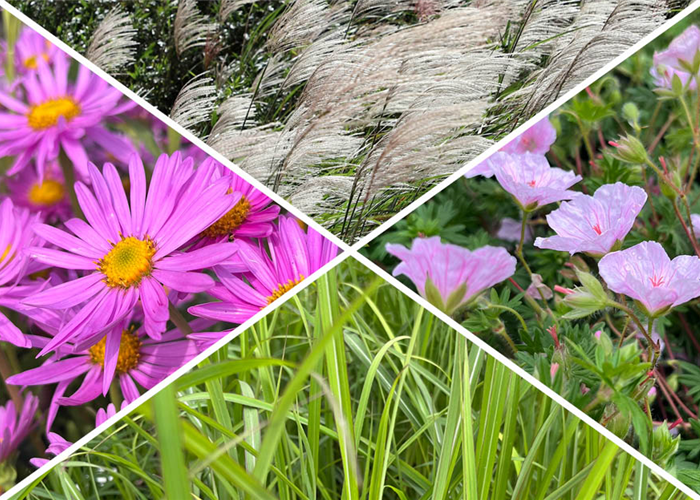 -10% auf alle Stauden und Gräser