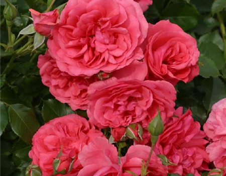 Rosa 'Rosarium Uetersen'