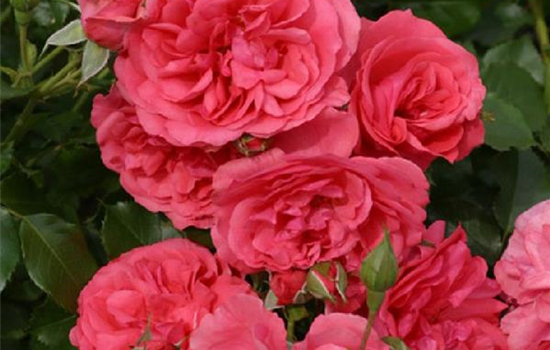 Rosa 'Rosarium Uetersen'