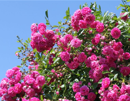 Rosa 'Super Dorothy' Rosa 'Super Dorothy'