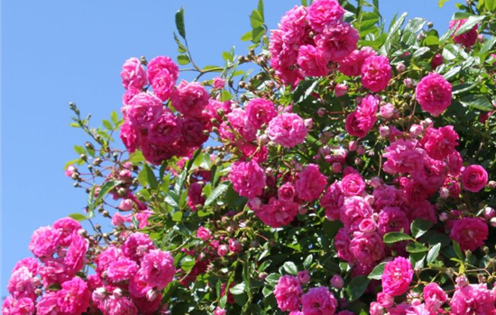 Rosa 'Super Dorothy' Rosa 'Super Dorothy'