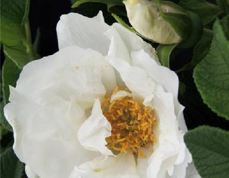 Rosa rugosa 'Angelia White'